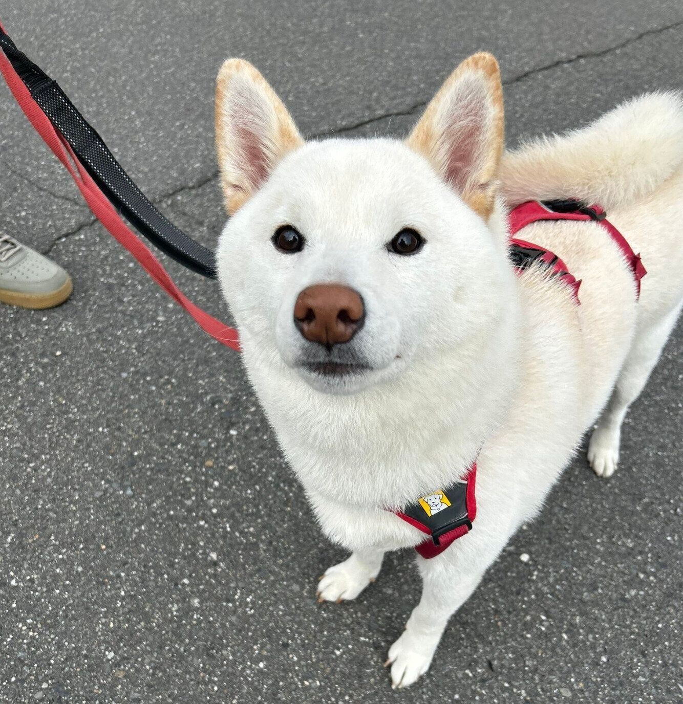 散歩するもち吉くん