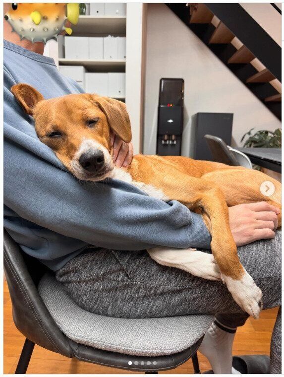 大好きな夫の膝の上でくつろぐ様子の犬
