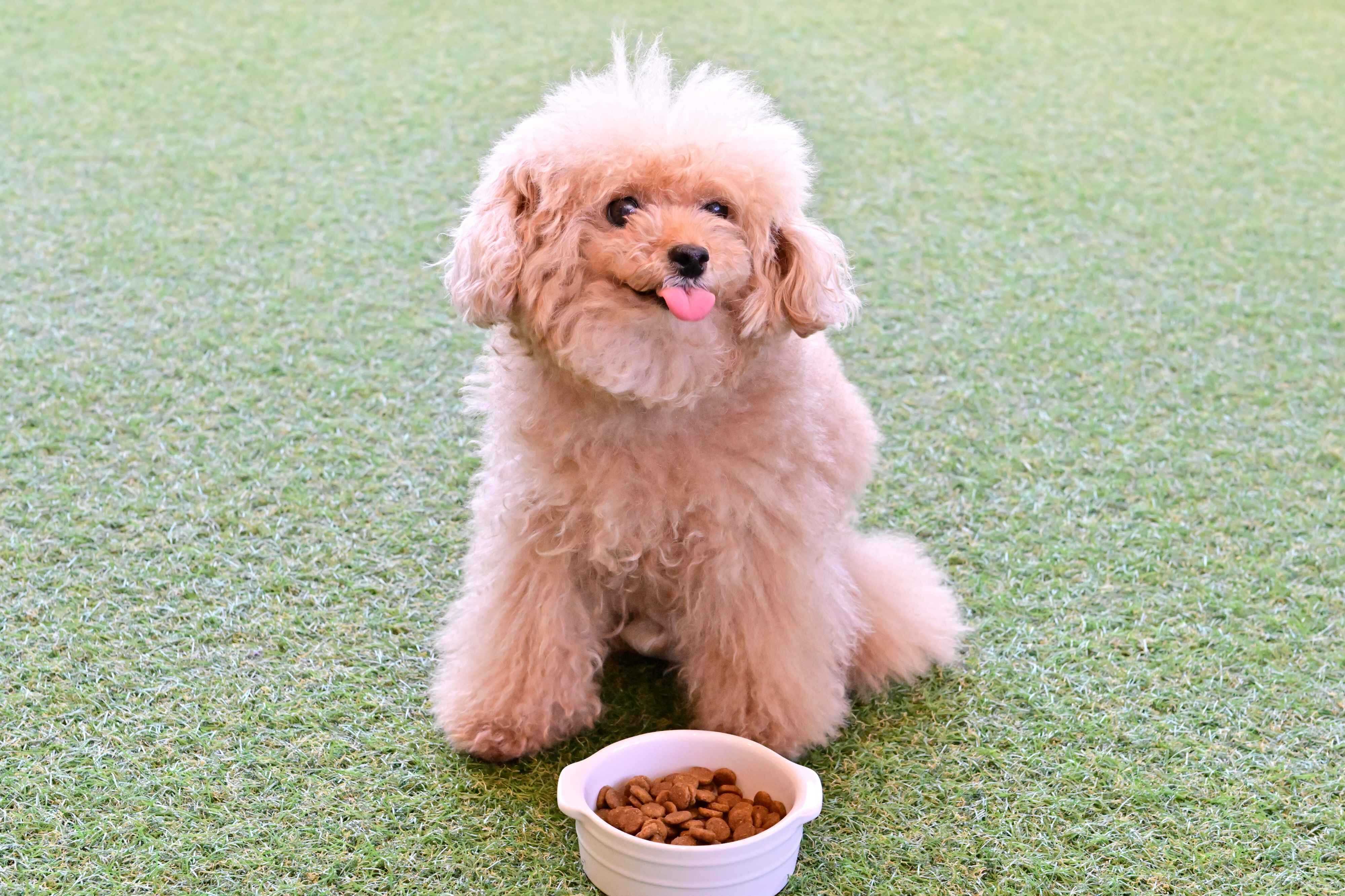 シニア用のフードを食べようとするトイ・プードル