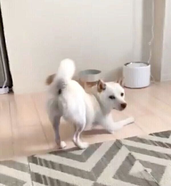 「お水ありません!」とアピールするえるちゃん