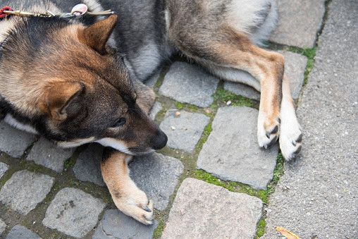 四国犬の特徴 性格 最新価格と飼い方 いぬのきもち 犬図鑑 いぬのきもちweb Magazine