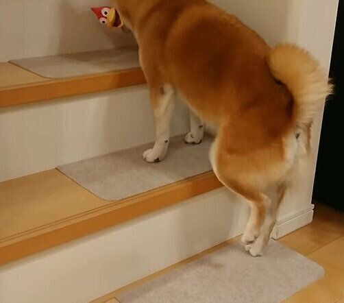 片足を上げる茶々丸ちゃん