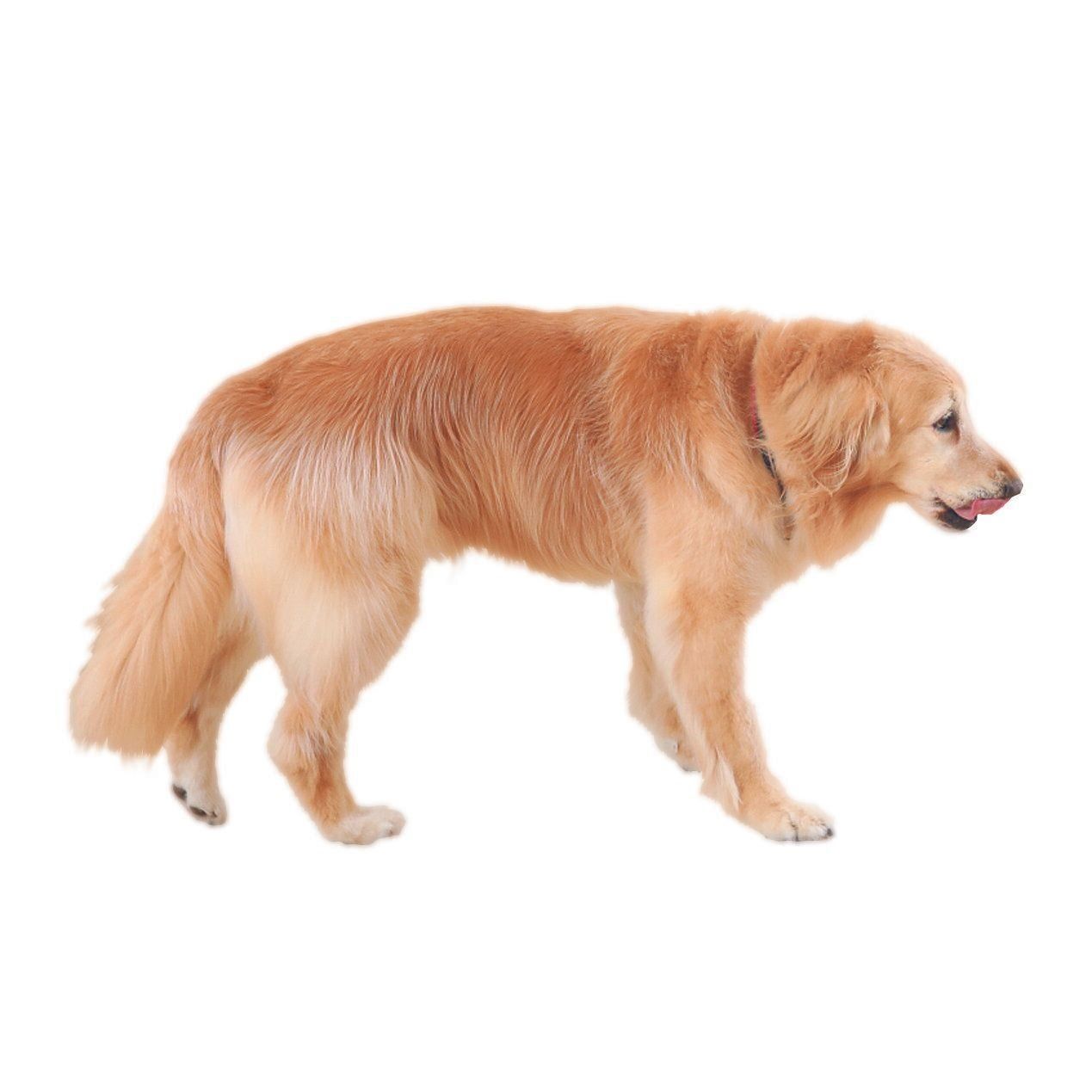 しっぽはだらりと下がっていることが多い