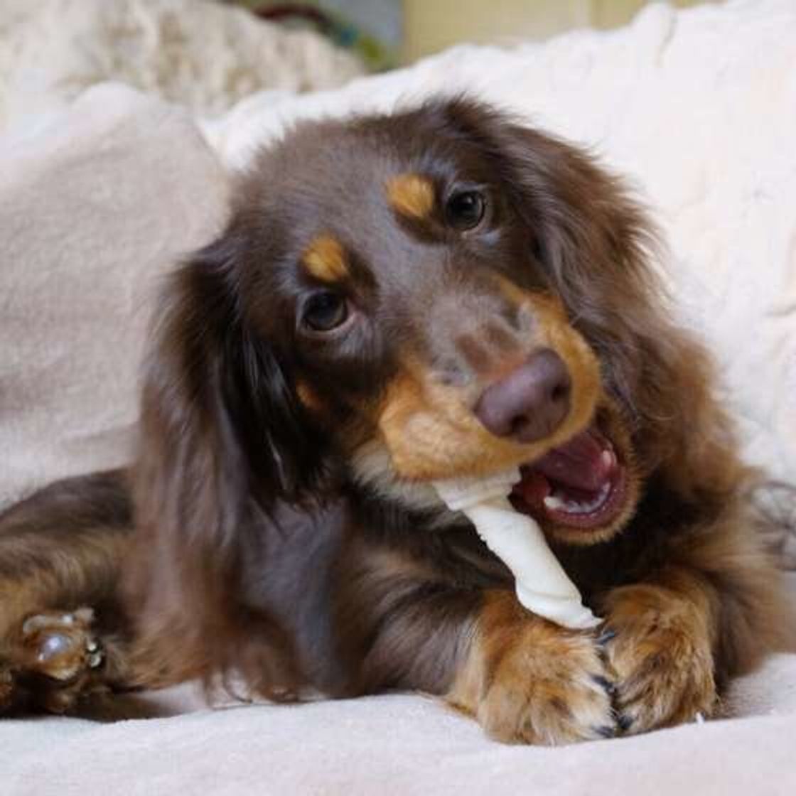 犬にアルコールを飲ませるのが絶対にダメな理由 小型犬の致死量は いぬのきもちweb Magazine 犬にアルコールを飲ませるのが絶対にダメな理由 小型犬の致死量は いぬのきもちweb Magazine