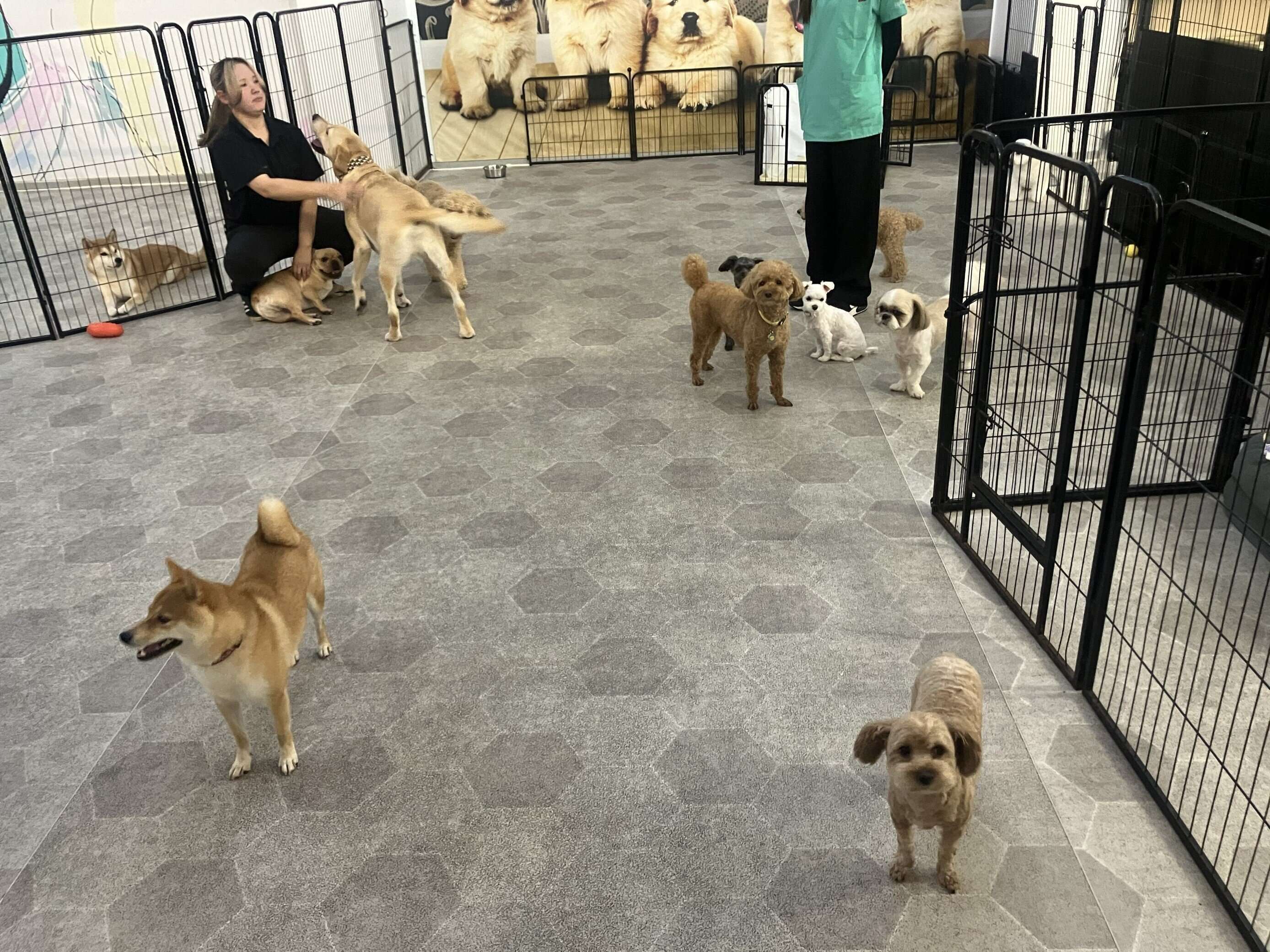 ホテル利用中の犬たちがドッグランで遊んでいます