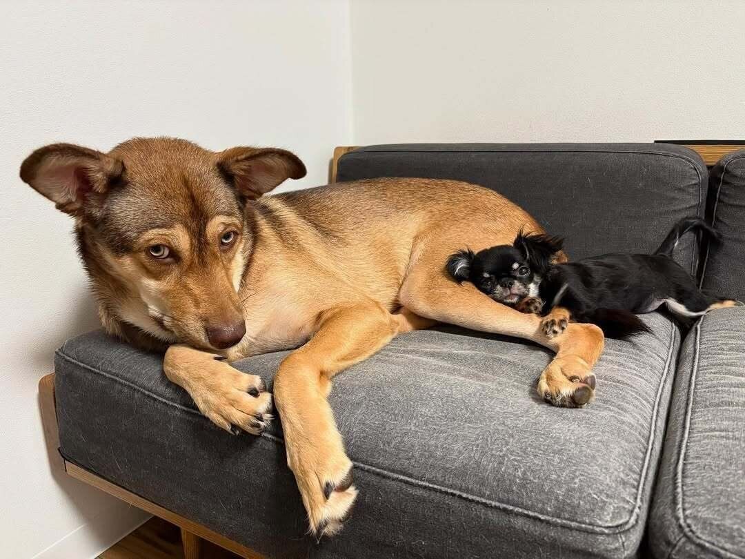 一緒に暮らすチワワの金太郎くんと一緒に