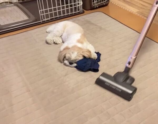 掃除機にまったくビビらないつぶちゃん