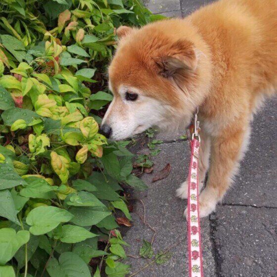 クンクン♪お散歩中