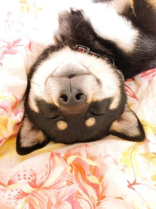 気持ち良さそうに眠る柴犬