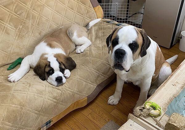 まったりするドーンくんとデイジーちゃん