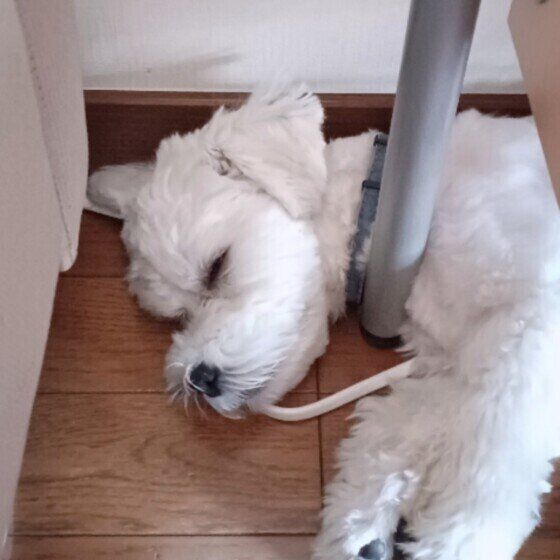 マルチーズのルカくん