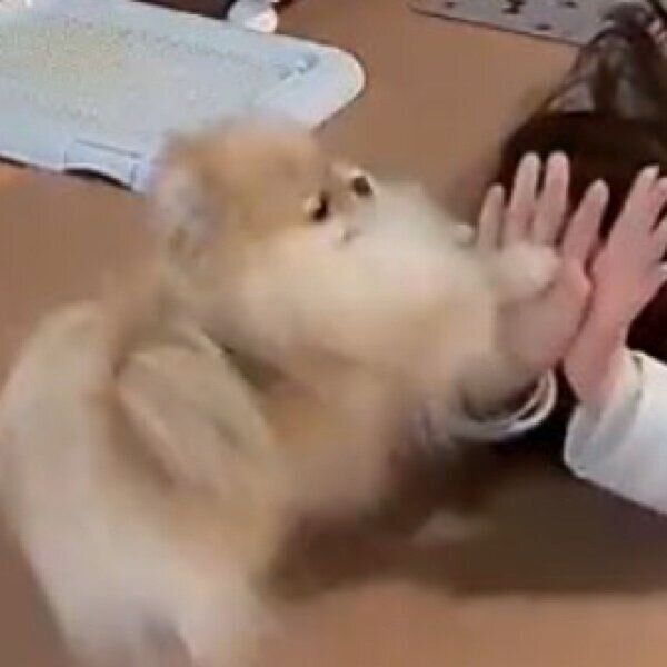 飼い主さんと遊ぶなごみちゃん