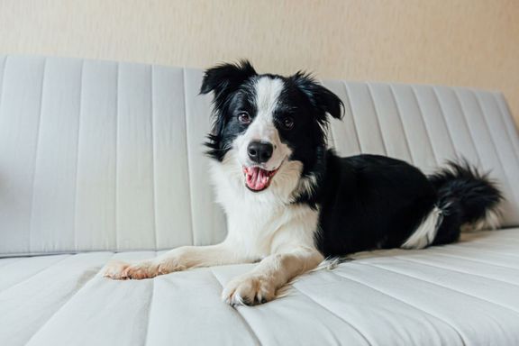 ソファの上のかわいい笑顔の子犬のボーダーコリーの面白い肖像画