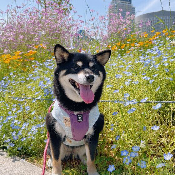 柴のラガーちゃん