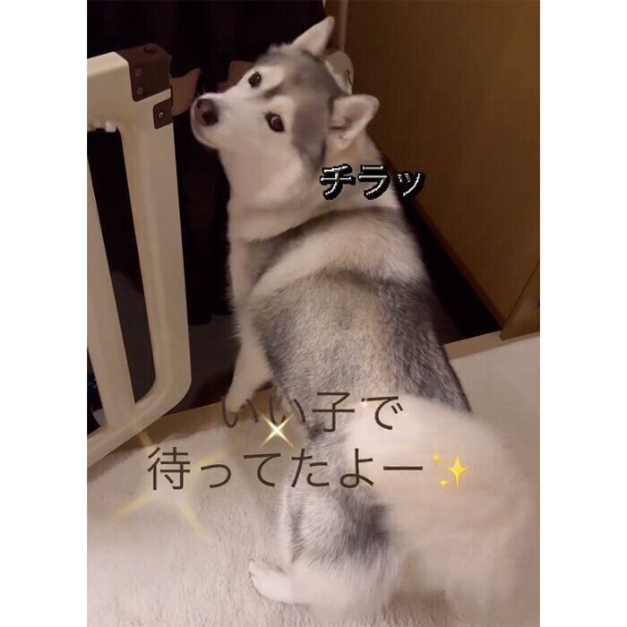 飼い主さんのほうを振り向くアリスちゃん