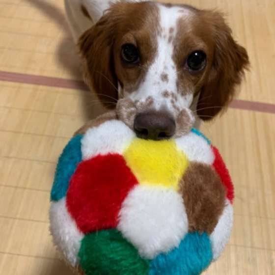 ミニチュア・ダックスフンド