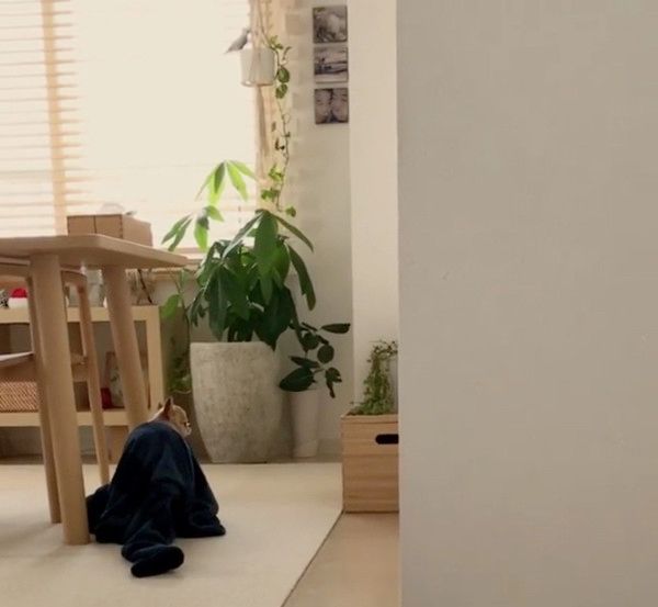 パジャマにもぐる犬