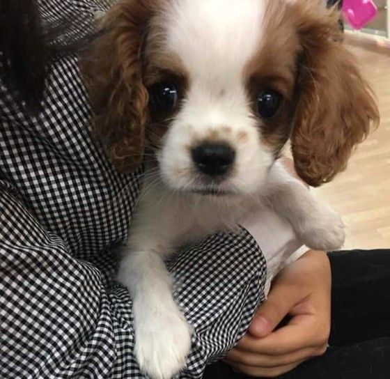 キャバリア・キング・チャールズ・スパニエルのりのんくん