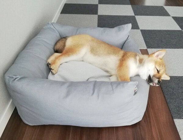 眠ることねちゃん