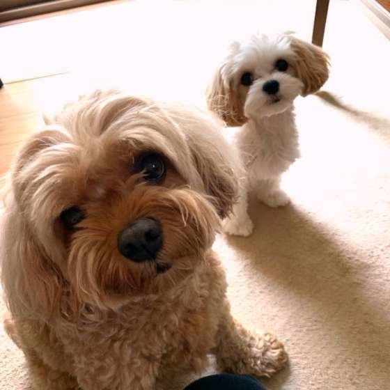 首をかしげる二匹