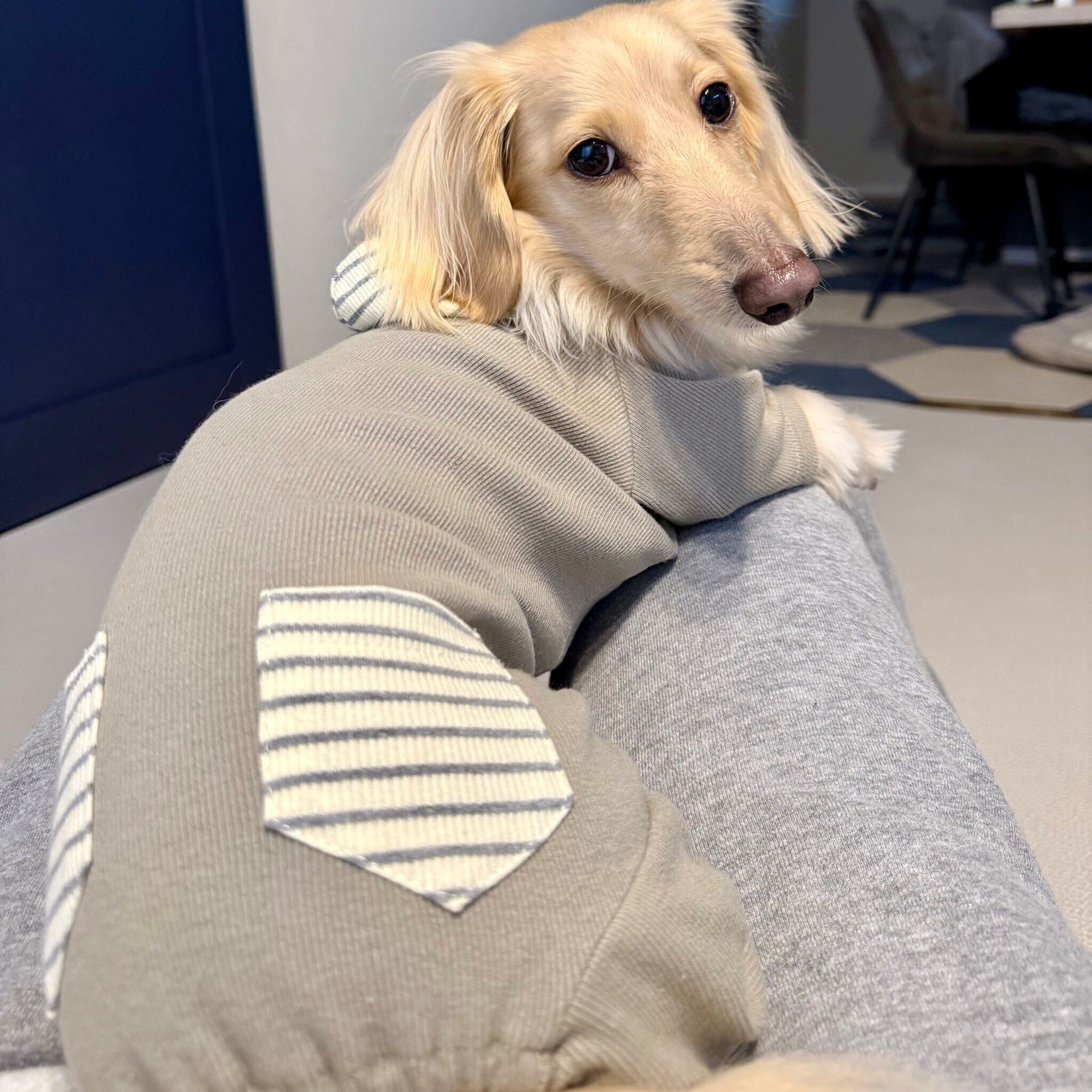 ふだんの様子　飼い主さんのひざにのるマロンくん