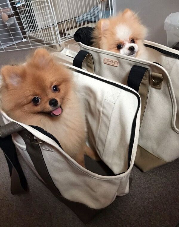 ポメ二郎くんとポメ三郎くん