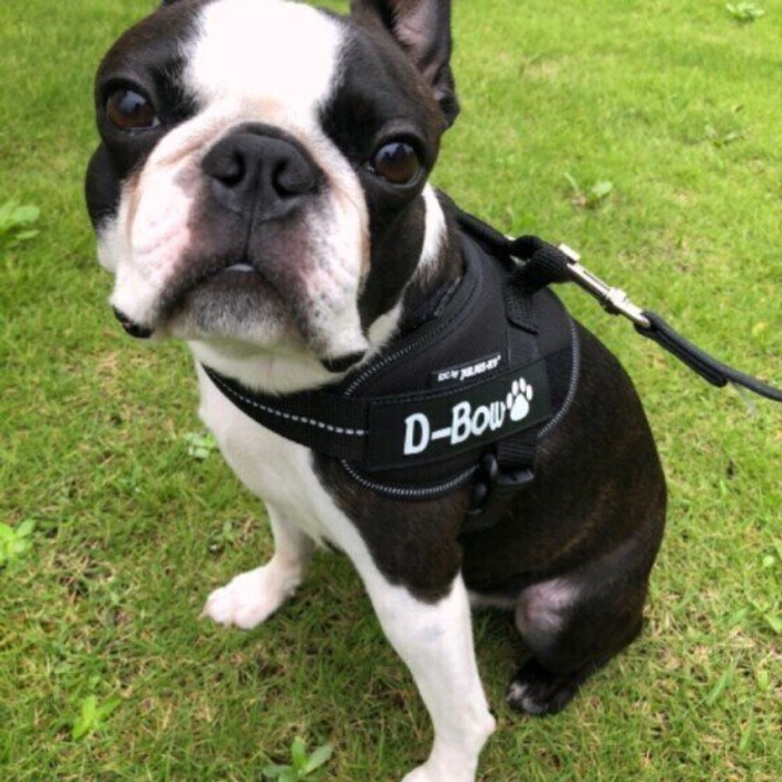 ボストン テリアとフレンチ ブルドッグの違いとは いぬのきもちweb Magazine ボストン テリアとフレンチ ブルドッグの違いとは いぬのきもちweb Magazine