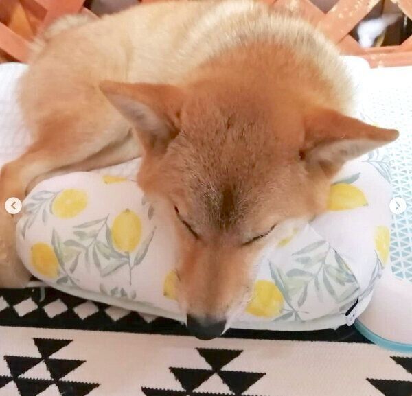 ニトリの「ペットごろ寝マット」