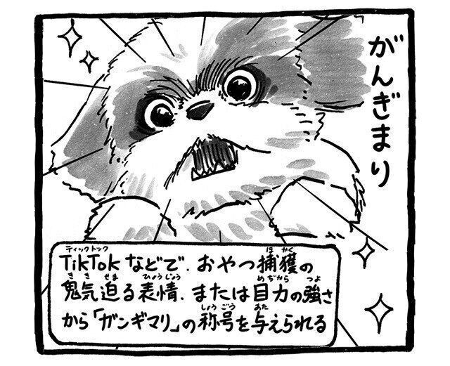 シーズー犬マンガてんぽshihtzu