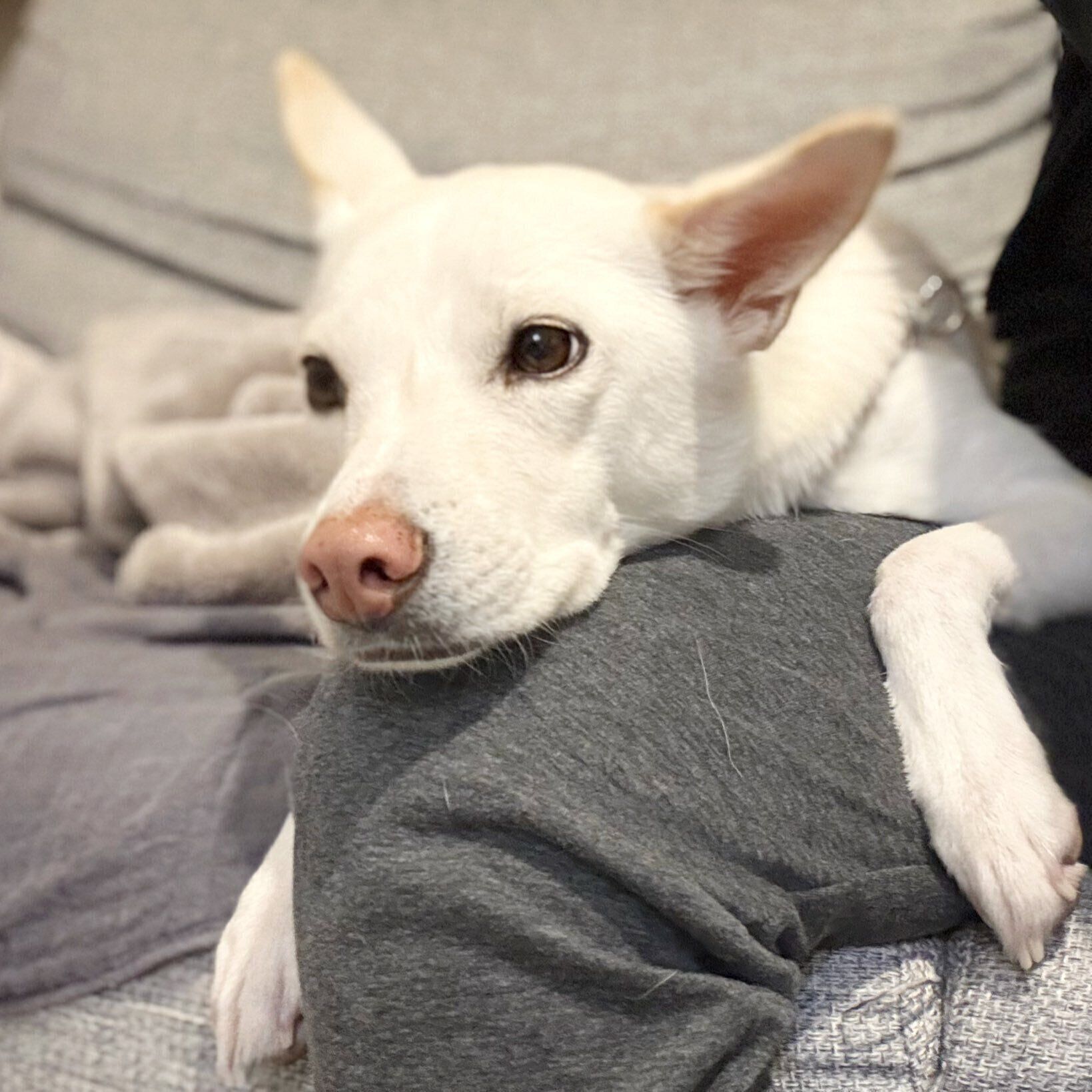 飼い主さんにくっつくハルちゃん