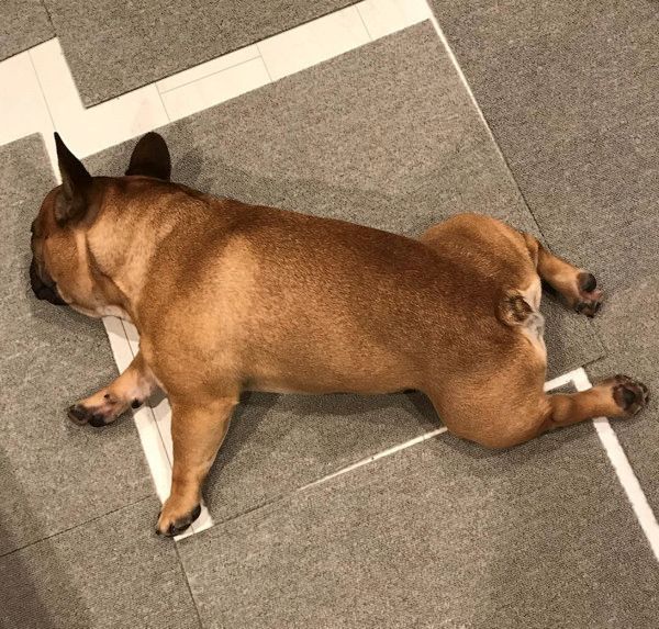 驚きの体勢で寝落ちしちゃう犬