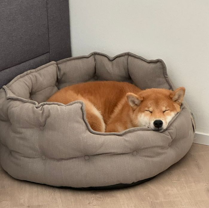 ベッドの上で寝ている柴犬