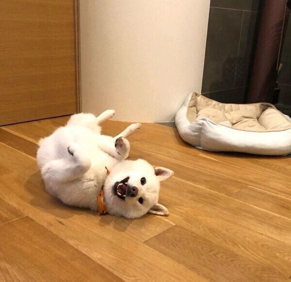 寝転がるしらたまちゃん