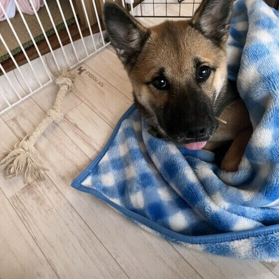 犬と暮らす家ではいつからいつまで暖房を使ったらよい？ 暖房器具を使用する気温の目安 いぬのきもち