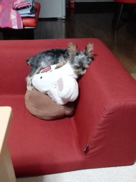 ソファで寝る　大くん