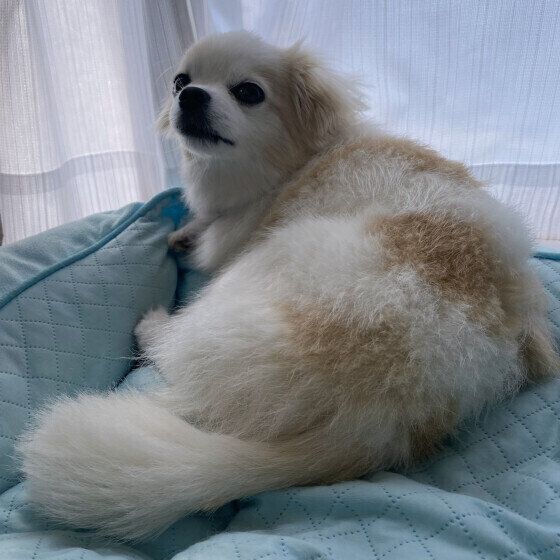 ふさふさしっぽの萌花ちゃん