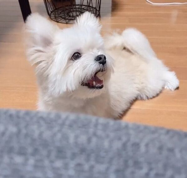 満面の笑みでしっぽを振るぽんたくん