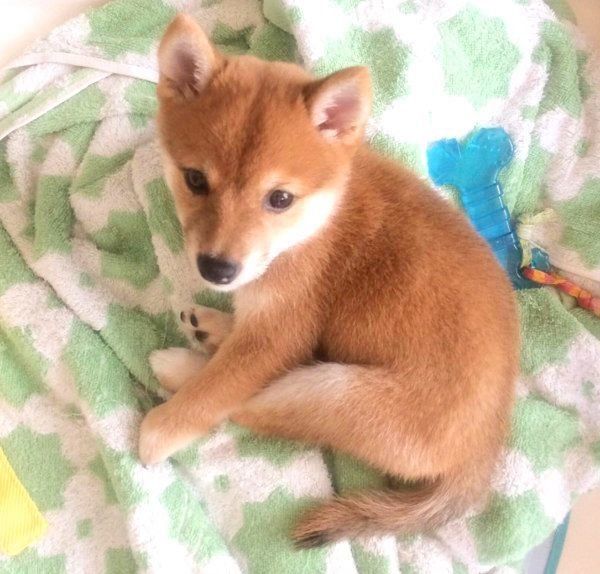 あどけない表情のにこちゃん