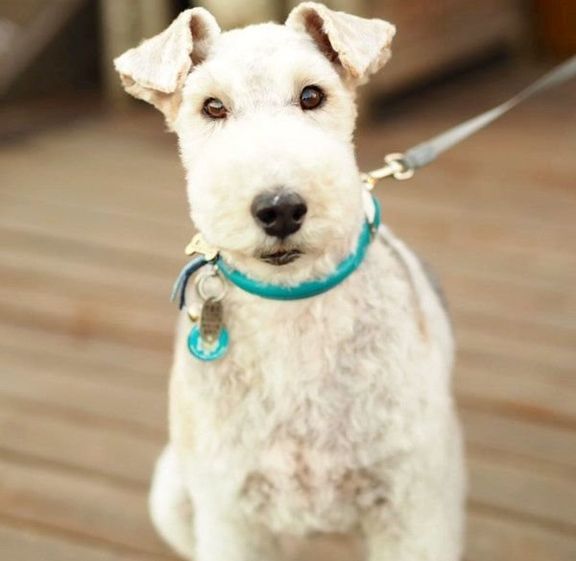 まっすぐ見つめるこっぺぱんちゃん