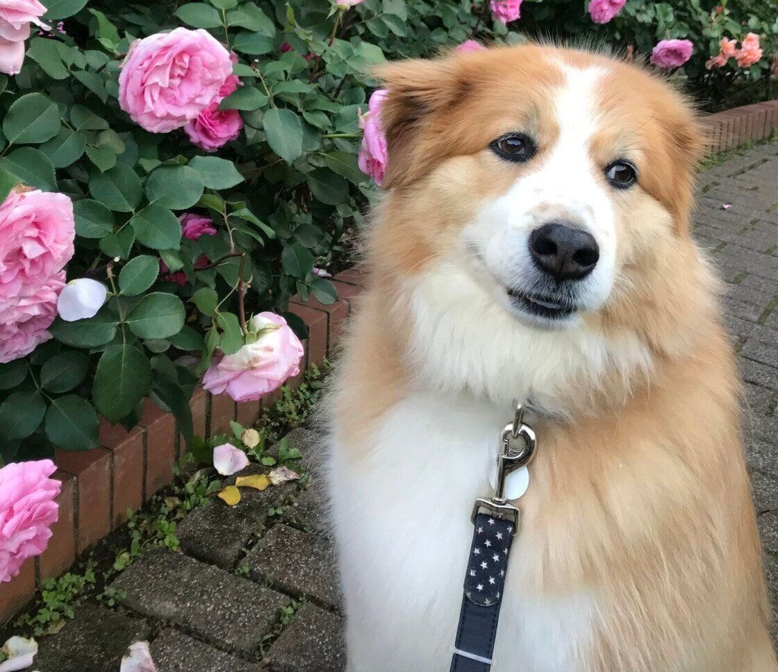 花と一緒に写真撮影をするヨナくん。