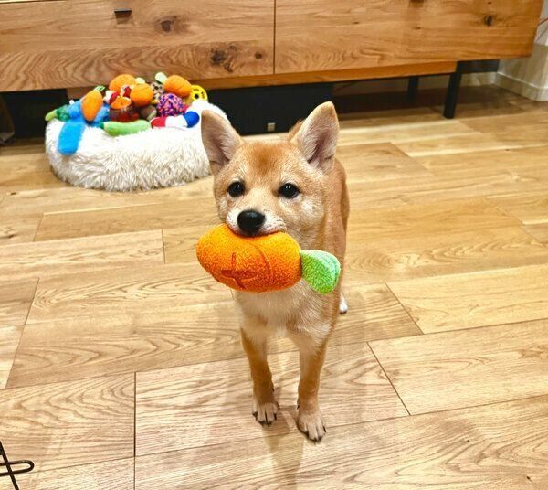 おもちゃをくわえるメイちゃん