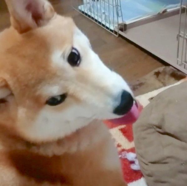 クッションをボロボロにする柴犬