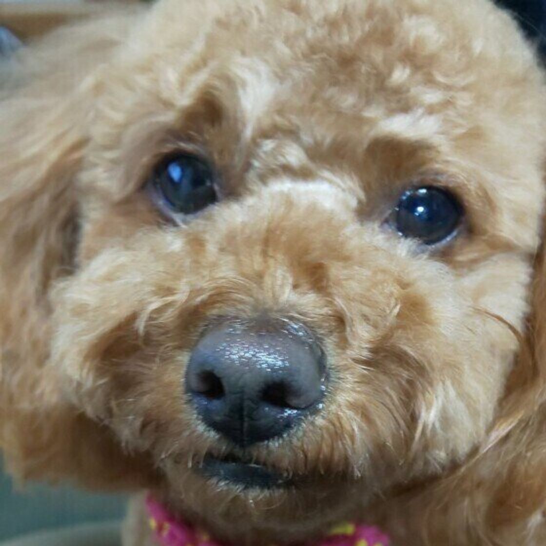 獣医師監修 犬にアルコール お酒 は絶対にng 誤飲してしまったときの症状と対処方法 いぬのきもちweb Magazine 獣医師監修 犬にアルコール お酒 は絶対にng 誤飲してしまったときの症状と対処方法 いぬのきもちweb Magazine