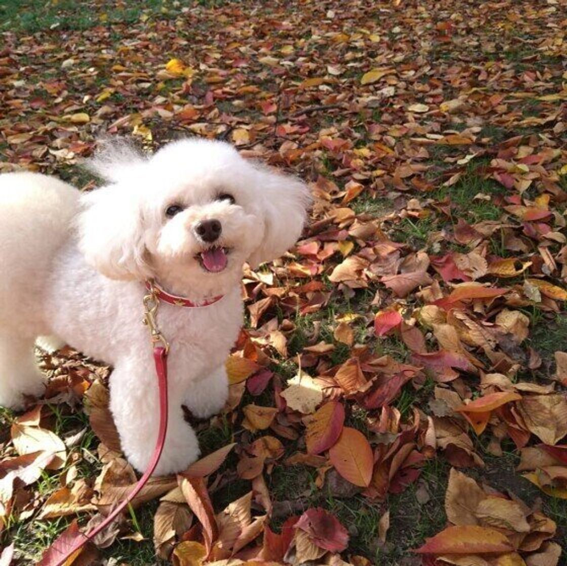 うれしくてたまらない 犬が はしゃぎすぎる 4つの場面 いぬのきもちweb Magazine うれしくてたまらない 犬が はしゃぎすぎる 4つの場面 いぬのきもちweb Magazine