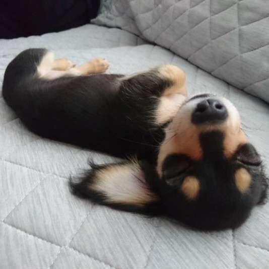 ぐっすり眠るMix犬