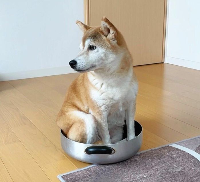 鍋の中に入るももちゃん