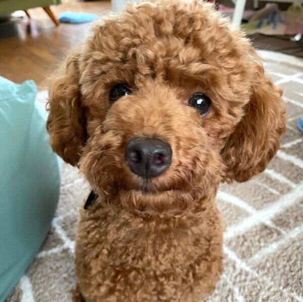 見つめるふうくん