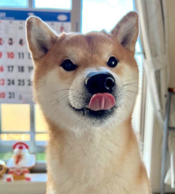 舌をペロッとするこむぎくん