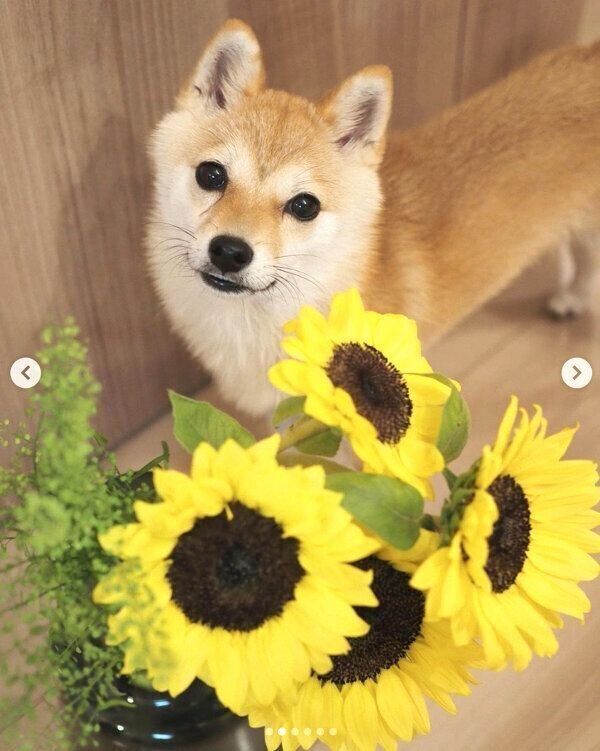 見つめるたまちゃん