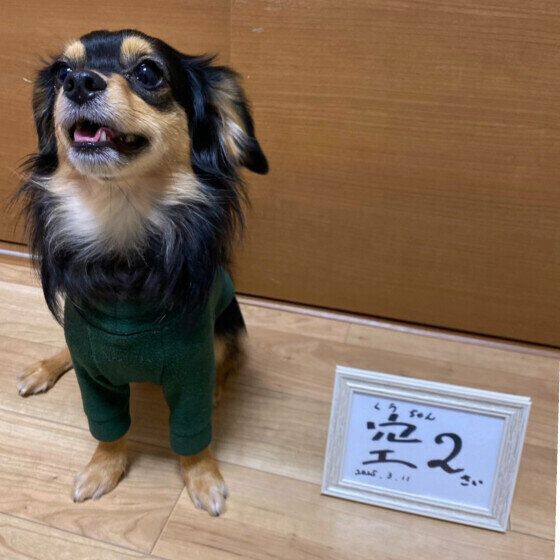 Mixのくうちゃん